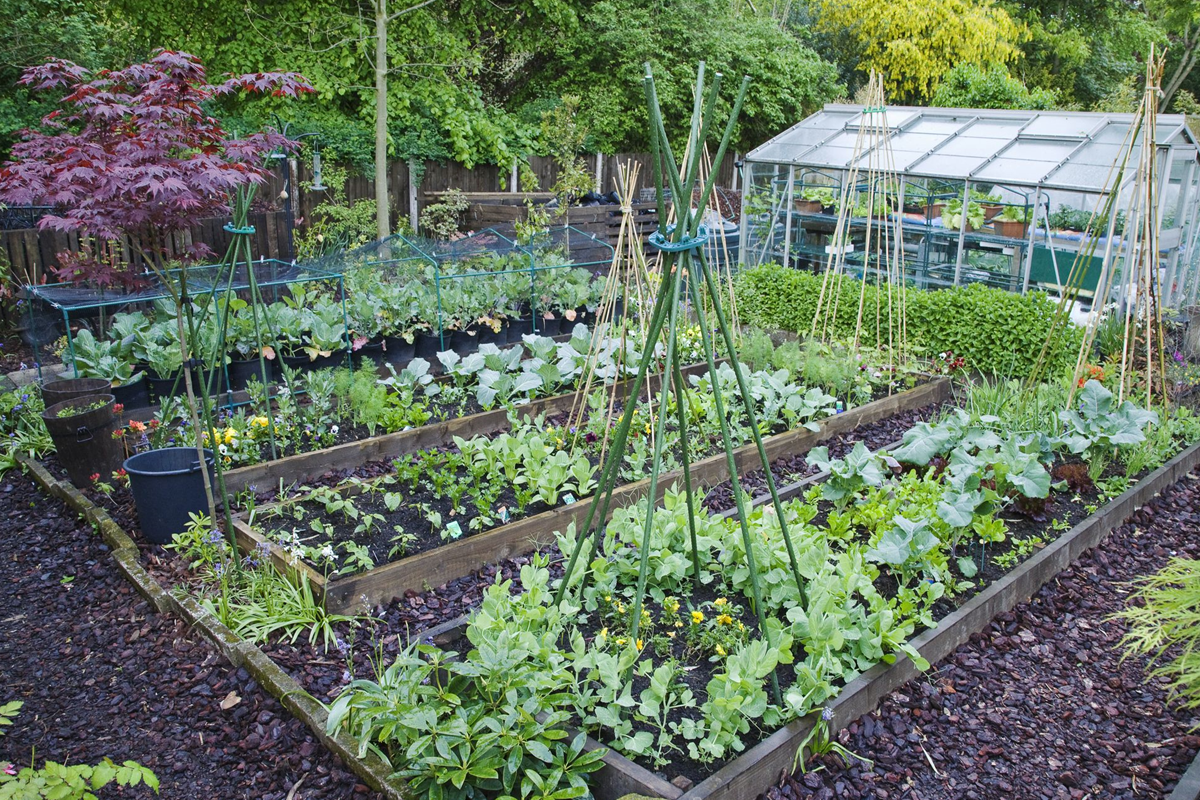 Beginner Vegetable Gardening Made Easy